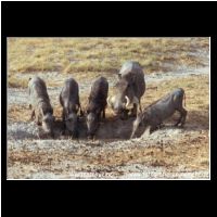 3-080 Warzenschweine.jpg